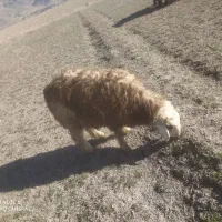 فروش کهره وبره