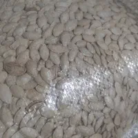 لوبیا چیتی و قرمز و تخمه کدو از مزرعه حذف واسطه|خوردنی و آشامیدنی|شیراز, آزادی|دیوار