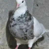 کبوتر طوقی|پرنده|پاکدشت, پاکدشت (مامازند)|دیوار