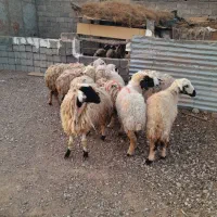 گوسفند بز میش