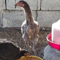 مرغ و خروس لاری نژاد دار