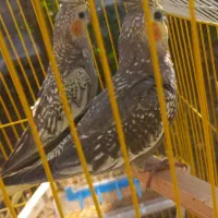 عروس هلندی مرواریدی