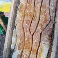 فروش عسل( هنگوین)طبیعی تضمینی با خاصیت دارویی