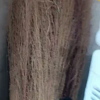 جارو پیشی