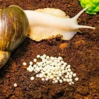 خاویار تازه حلزون|خزنده|فردیس, منظریه|دیوار