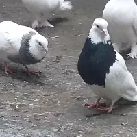 کبوتر|پرنده|تبریز, |دیوار