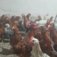 مرغ محلی|پرنده|شیراز, تاچارا|دیوار