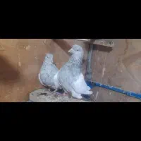 کله ابر طوقی