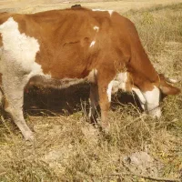 چهار راس گاو جوان