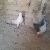 ساده  دم مگسی نرماده چپ|پرنده|گلبهار, شهر جدید گلبهار|دیوار