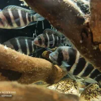 ماهی آکواریومی فرانتوزا