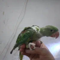 جوجه سرلاکی شاه طوطی