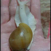 حلزون آچاتینا