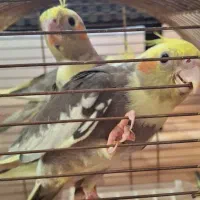 جوجه سرلاکی نرم خور عروس هلندی|پرنده|ساری, |دیوار