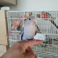 طوطی برزیلی دستی|پرنده|شهریار, شهریار|دیوار