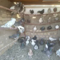 کبوتر|پرنده|جوادآباد, |دیوار