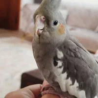 عروس هلندی پنج ماهه دست آموز|پرنده|لنگرود, |دیوار