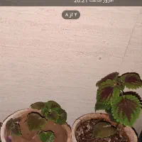 حسن یوسف سالم وسرحال