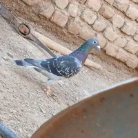 کبوتر چاپی