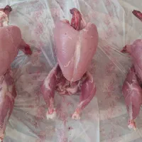 بوقلمون گوشتی بیوتی گوشت|حیوانات مزرعه|شاهرود, |دیوار