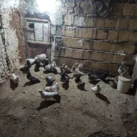 20کفتریک|پرنده|بیرانوند, |دیوار