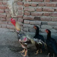 مرغ و خروس اوشامو