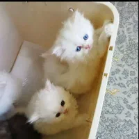 بچه گربه های پرشین لانگ هیر دوماهه