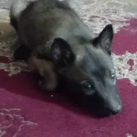 سگ مالینویز