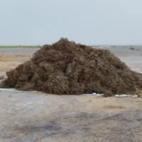 کاه ماشک