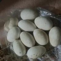 فروش تخم غاز نطفه دار