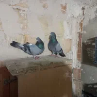 کبوتران پرشی|پرنده|ارومیه, |دیوار