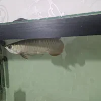 ماهی اروانا گلد های بک بلو بیس