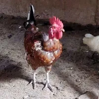 مرع اصیل شمالی|حیوانات مزرعه|چابکسر, |دیوار