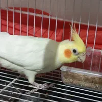 جفت عروس با جوجه