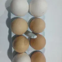 تخم مرغ محلی