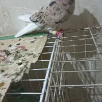 کوهی دوم سفید|پرنده|سوسنگرد, |دیوار