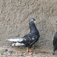 سرور دم سفید