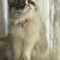 گربه نر آماده  جفت گیری.سالم وسرحال.دارای شناسنامه|گربه|مهاباد (آذربایجان غربی), |دیوار