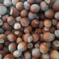 فندوق ارگانیک|خوردنی و آشامیدنی|مشهد, فتح المبین|دیوار