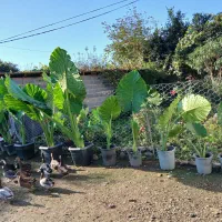 فروش گل بابا آدم