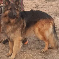 سگ ژرمن شپرد نر|سگ|تهران, قنات‌کوثر|دیوار