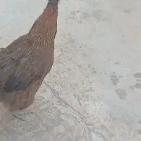 فروش مرغ خروس فوری|حیوانات مزرعه|مسجد سلیمان, |دیوار