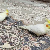 گمشده عروس هلندی