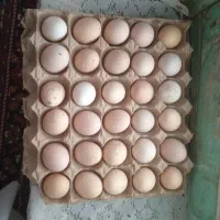 تخم مرغ محلی
