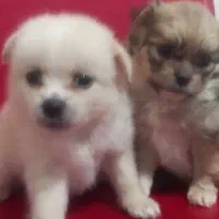 توله پودل کراس|سگ|وحیدیه, |دیوار