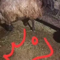 گوسفند بز|حیوانات مزرعه|صومای برادوست, |دیوار