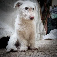 سگ پا کوتاه که نمی‌دونم اسم نژادش چیه