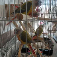 طوطی گرینچیک