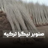 صنوبر بکار سود ببر ارسال به سراسر کشور