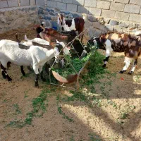 گوسفند|حیوانات مزرعه|سراوان, |دیوار